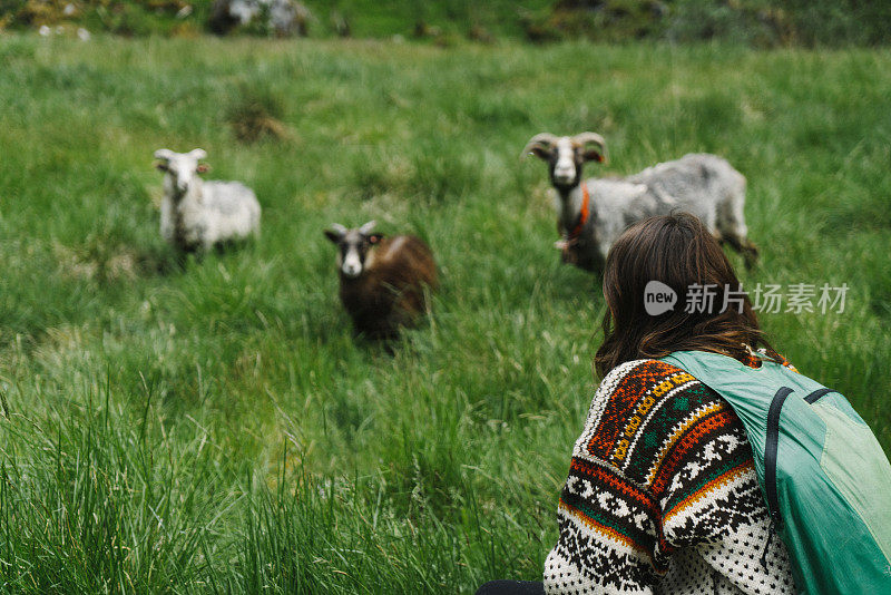 在草地上喂山羊的女人