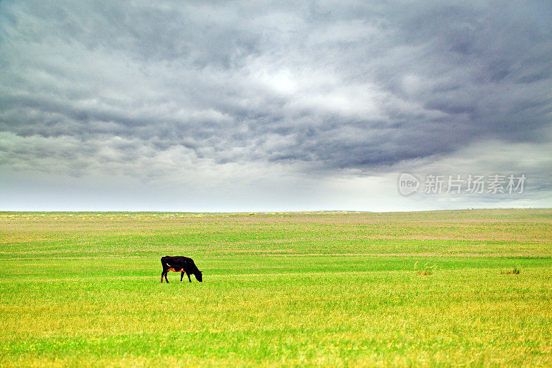 牛在广阔的草原上