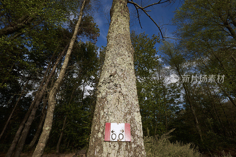森林中的一个树干上的路标