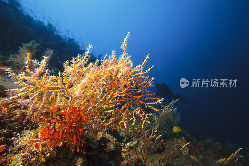 橙色柳珊瑚海洋生物水下水肺潜水冒险。男人戴着水肺潜水，潜入大海。水下碧绿的泻湖，欢乐化为晶莹剔透的大海。地中海海滩。夏天。希腊,希腊的岛屿。