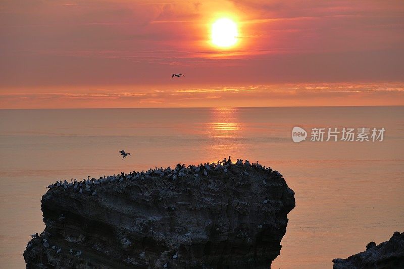 黑尔戈兰岛的日落-兰格安娜悬崖上的北方塘鹅