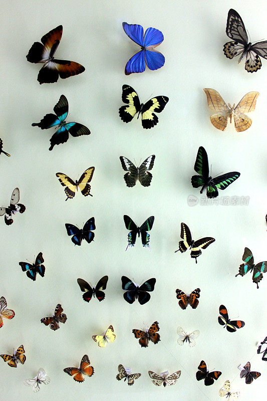 彩色的蝴蝶标本有不同的种类