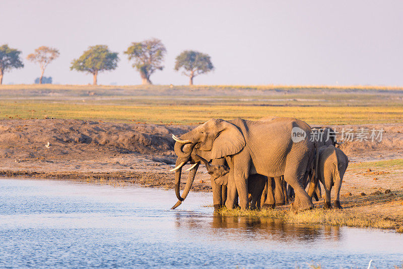 一群非洲象在日落时饮用丘比河的水。在非洲纳米比亚和博茨瓦纳边界的丘比国家公园，野生动物狩猎和游船。