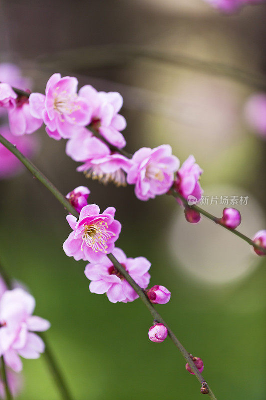 粉红梅花近了