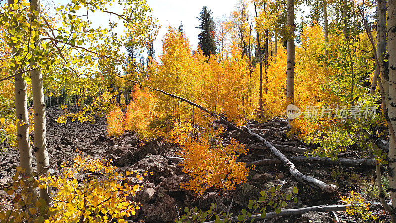 犹他州纳瓦霍湖附近的黑岩火山景观边缘上生长着金黄色的白杨
