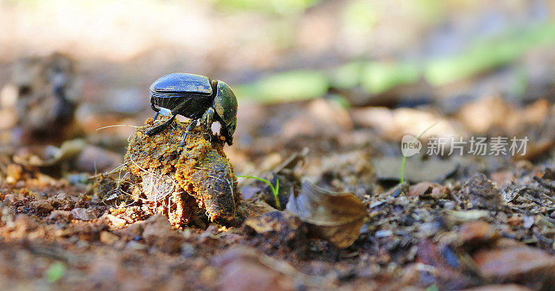 昆虫粪甲虫野生动物野外野生地面土壤森林动物