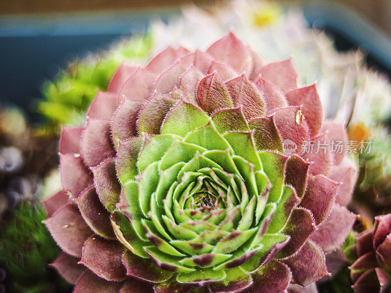 生机勃勃的肉质植物从头顶上冒出来