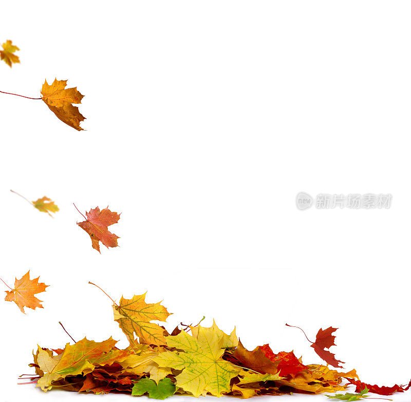 一堆秋色的叶子孤立在白色的背景上。一堆不同的枫叶干叶。红色和色彩缤纷的树叶在秋天的季节