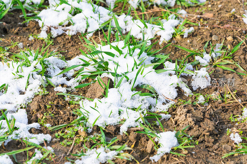 田野上覆盖着白雪的小麦幼苗，近距离看