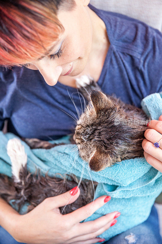 成年妇女在洗完后擦拭西伯利亚猫