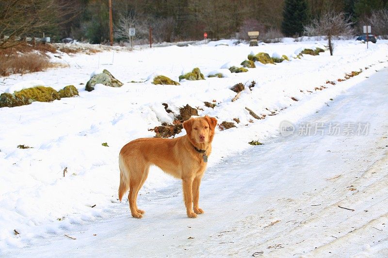 狗站在雪路上