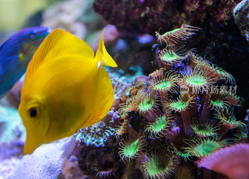 有珊瑚礁的夏威夷黄塘鱼美丽的水下热带海洋生物