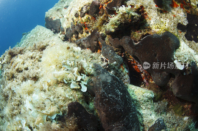 海洋鱼类海洋生物水下呼吸器潜水员视角地中海