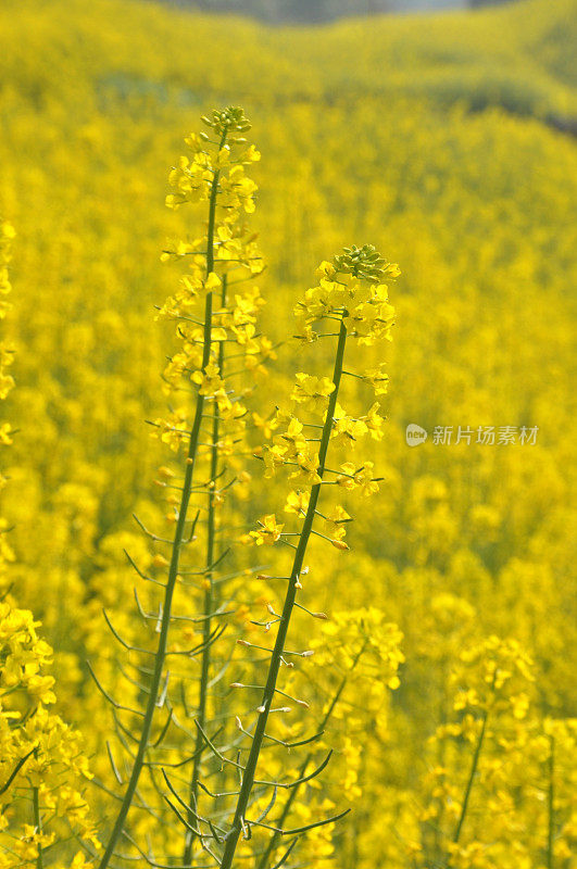 油菜花领域