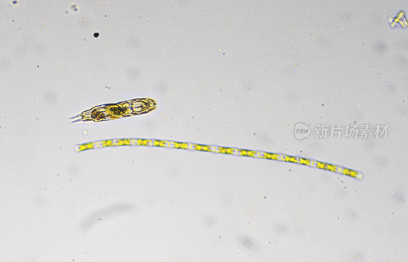 在显微镜下观察三脚鱼和海藻的幼仔。微观世界。