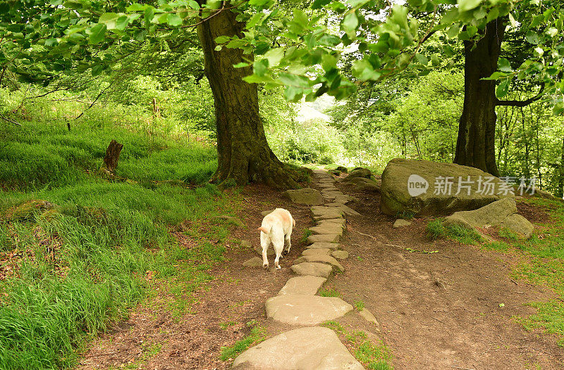 和一只拉布拉多寻回犬在皮克区徒步旅行