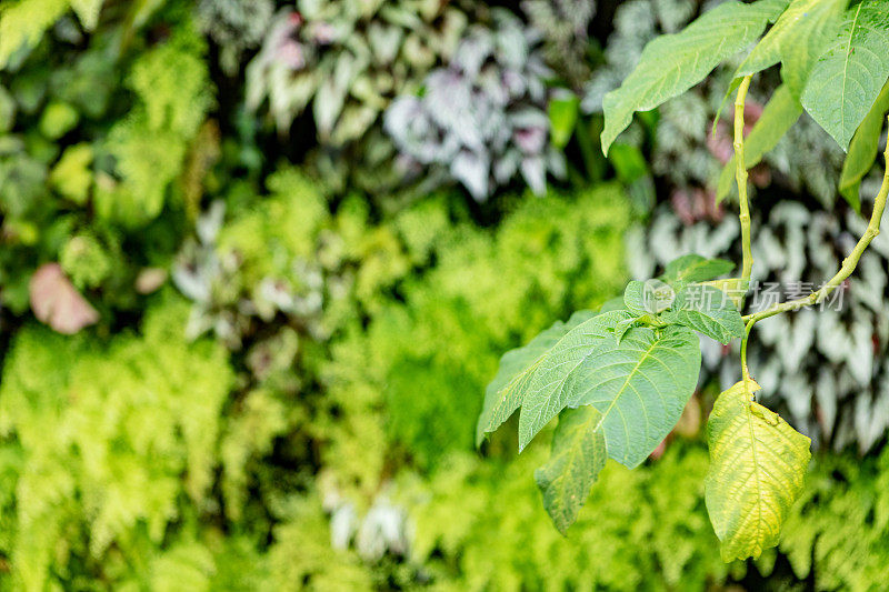 垂直花园中的植物