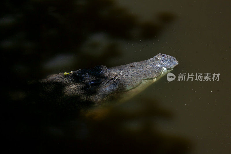 鳄鱼正从黑暗的水中游过来