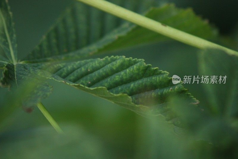 鲜绿的无花果