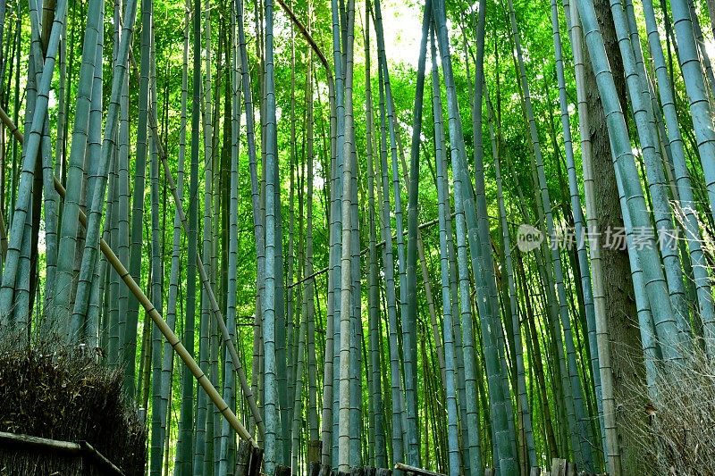 京都佐野的竹林