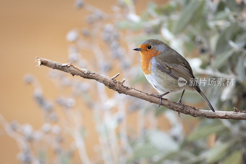 罗宾(红心rubecula)