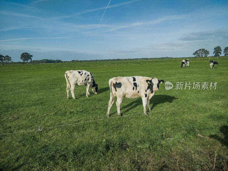 奶牛在荷兰牧场上吃草，蓝天