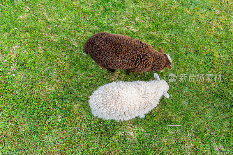 绵羊和羔羊在花园里吃