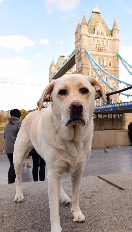 塔桥上的拉布拉多寻回犬