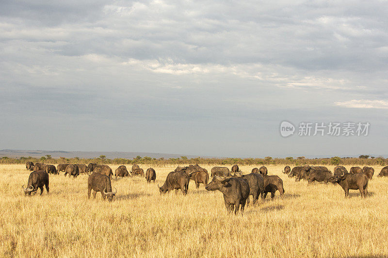 肯尼亚马赛马拉大草原上的水牛