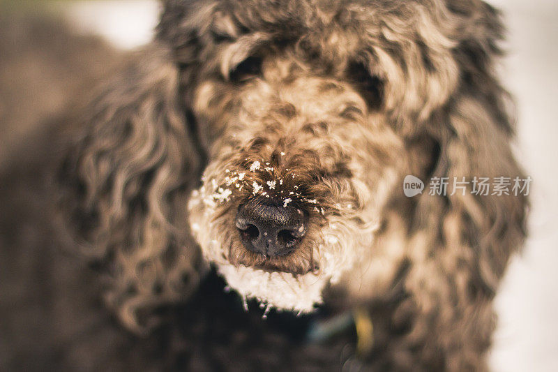 口鼻上有雪的狮子狗