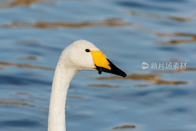 白天鹅头特写