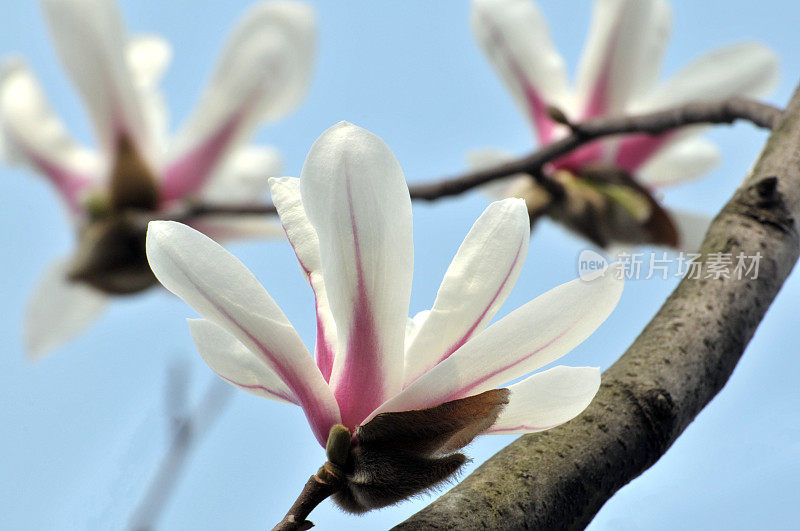 木兰在阳光下开花