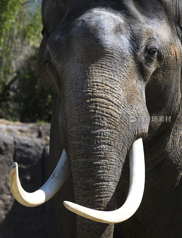 白色长牙直视镜头的亚洲象