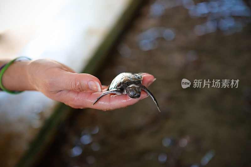 手握小海龟