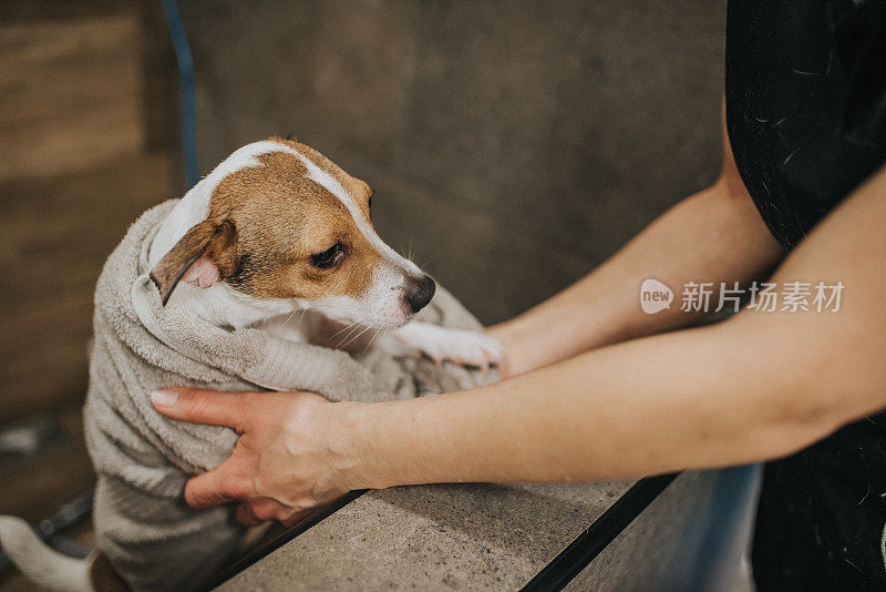 杰克罗素梗在浴缸里，准备洗澡