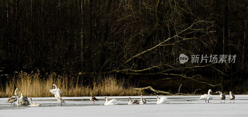 斯堪的纳维亚半岛冬天冰面上的野天鹅