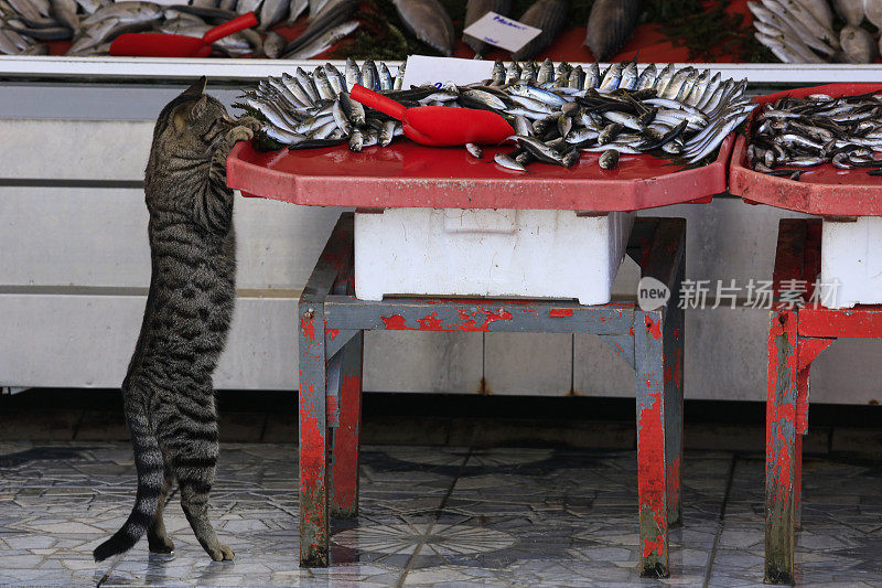 饥饿的猫在鱼市场
