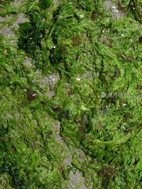 岸上的绿色海藻特写
