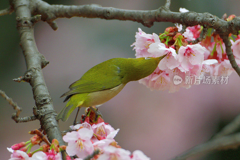 日本白眼睛享受吮吸樱花花蜜