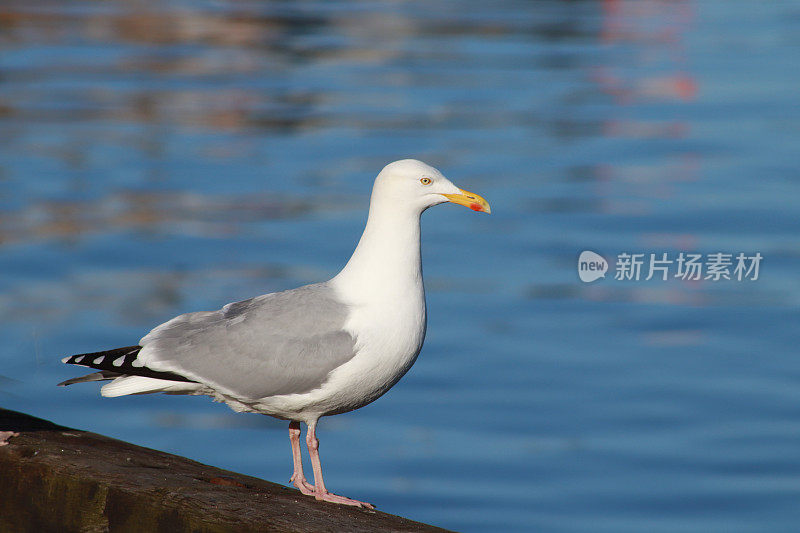 港堤上有海鸥