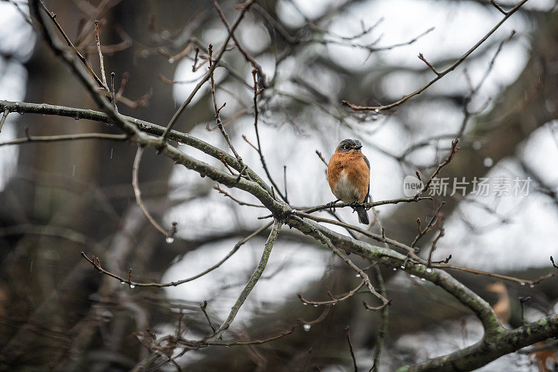 在维吉尼亚州，冬天下雨的时候，一只蓝色的雌性蓝知更鸟坐在橡树上，身上带着水滴和黑色的光秃秃的树枝