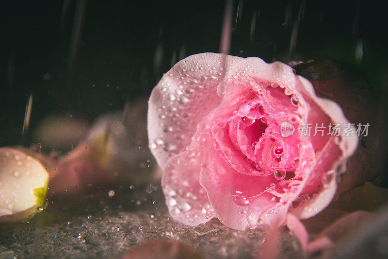 雨落在粉红色的玫瑰上