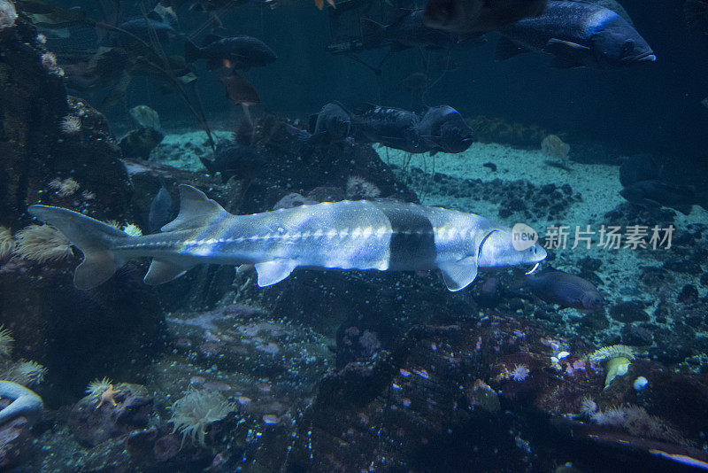 海岸线鲟鱼