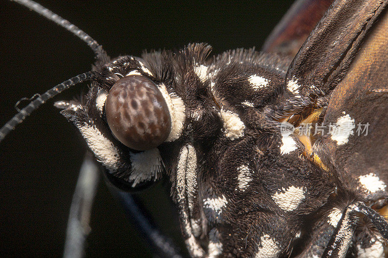 近距离拍摄的一个普通的乌鸦蝴蝶，学名:Euploea核心与羽毛像鸟和清晰的触角