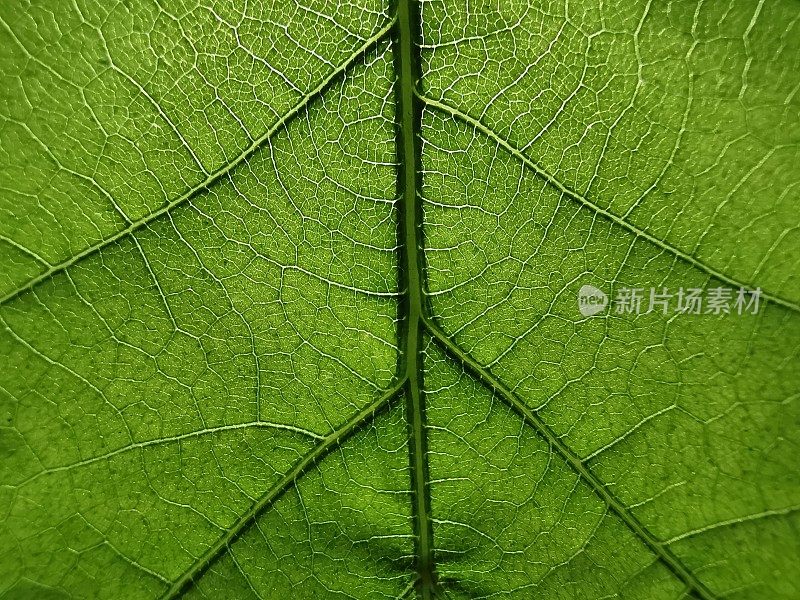 叶子图案背景