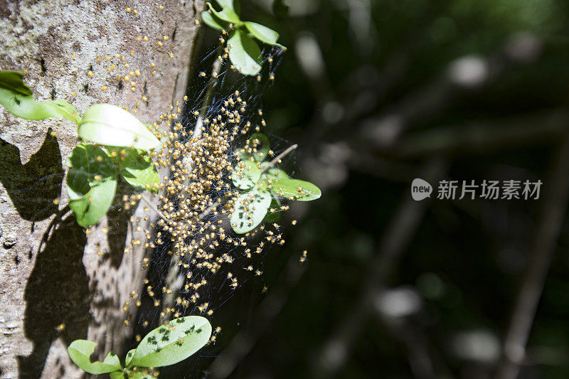 有小蜘蛛的蜘蛛网