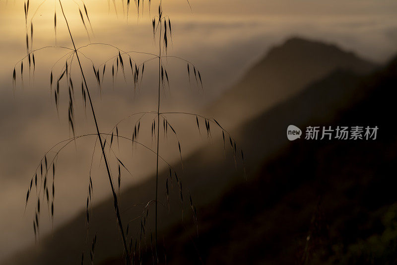 草地的剪影在太平洋上空形成的低云的全景前。美国加州西海岸，卡布里洛高速公路，大苏尔附近的山脉。