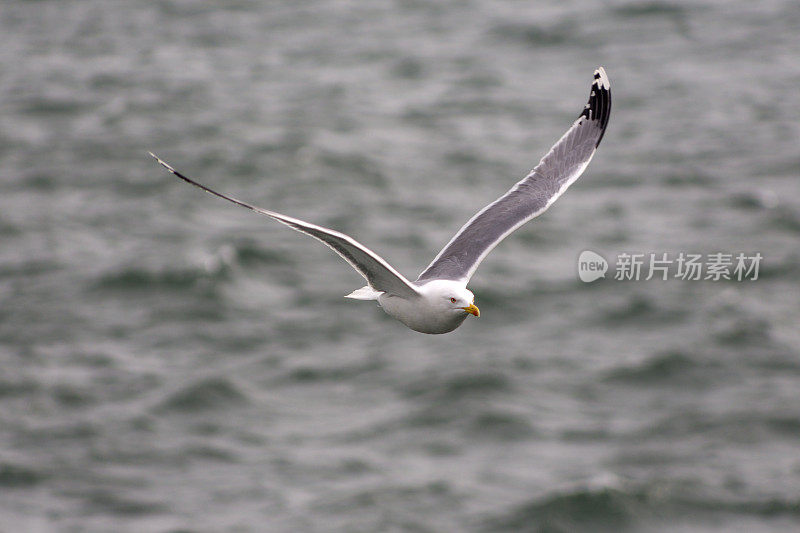 野生海鸥飞过博斯普鲁斯海峡，土耳其伊斯坦布尔