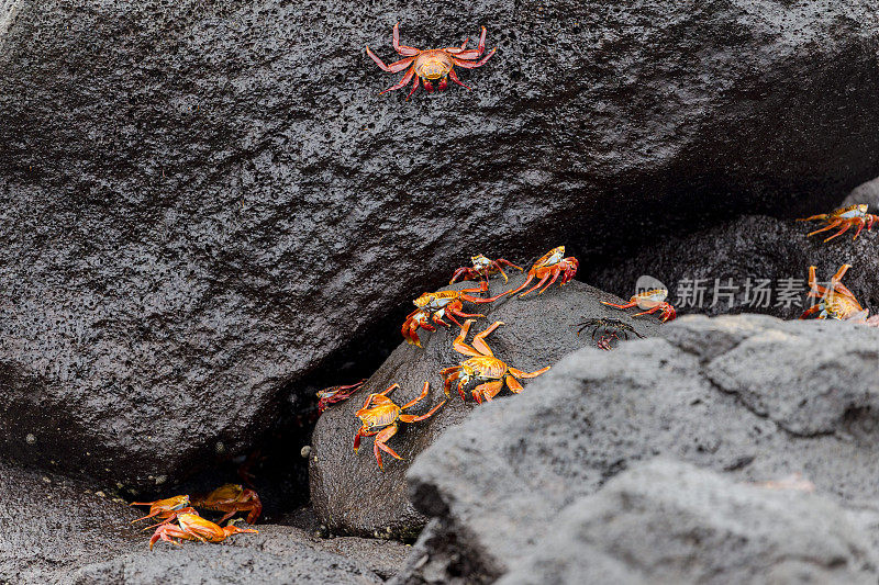 加拉帕戈斯红岩蟹。