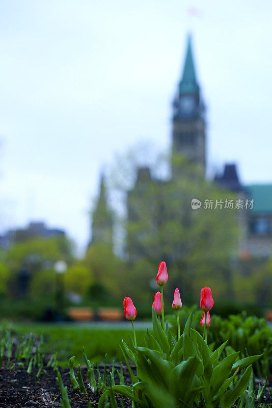 渥太华郁金香节